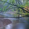 Swalm Panorama sur Martins-pêcheurs - Corné van Oosterhout