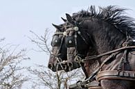 Three Friesian horses by Wybrich Warns thumbnail