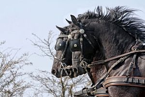 Trois chevaux frisons sur Wybrich Warns