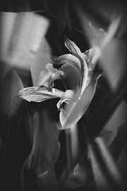 Orchidee z/w