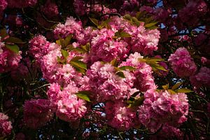 Abondance de fleurs de cerisier japonais