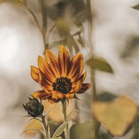 Sonnenblume von Tessa Dommerholt