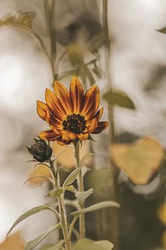 Sonnenblume von Tessa Dommerholt