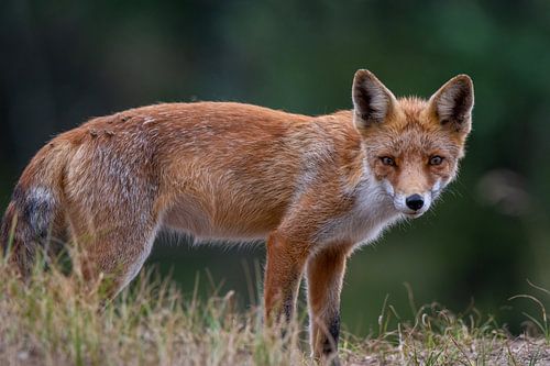 Eye to eye with a Fox