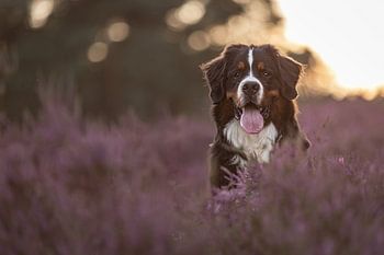 Freundschaft im Heidekraut