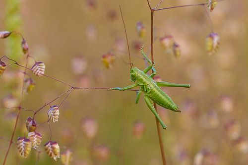 hangende sprinkhaan 