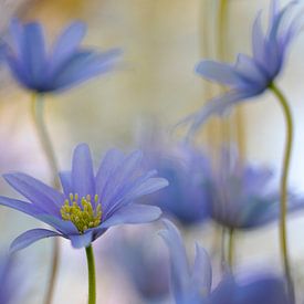 Blauwe anemoon; Anemone apennina van Wil Leurs