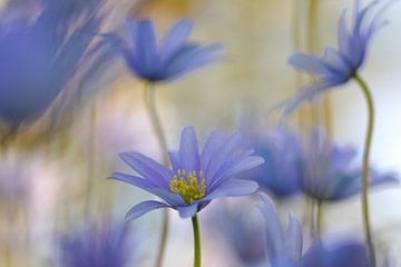Blauwe anemoon; Anemone apennina van Wil Leurs