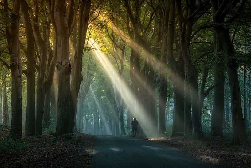 Der Spaziergang von Quirien Marijs