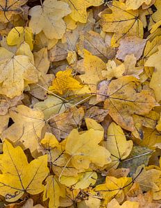Herbstblätter gelb