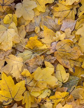 Gevallen herfst bladeren geel van Sander Groenendijk