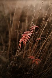 Autumn on the Veluwe by Nanda van der Eijk