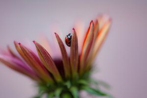 Marienkäfer auf Echinacea von Tania Perneel