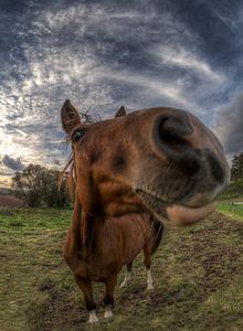 Horse van Carina Buchspies