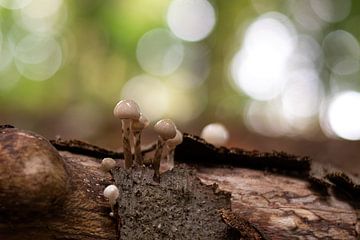 Champignon de porcelaine en miniature sur Esther Wagensveld