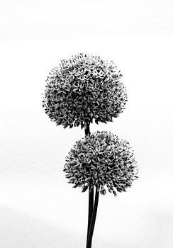 Schwarz ist das neue Lila