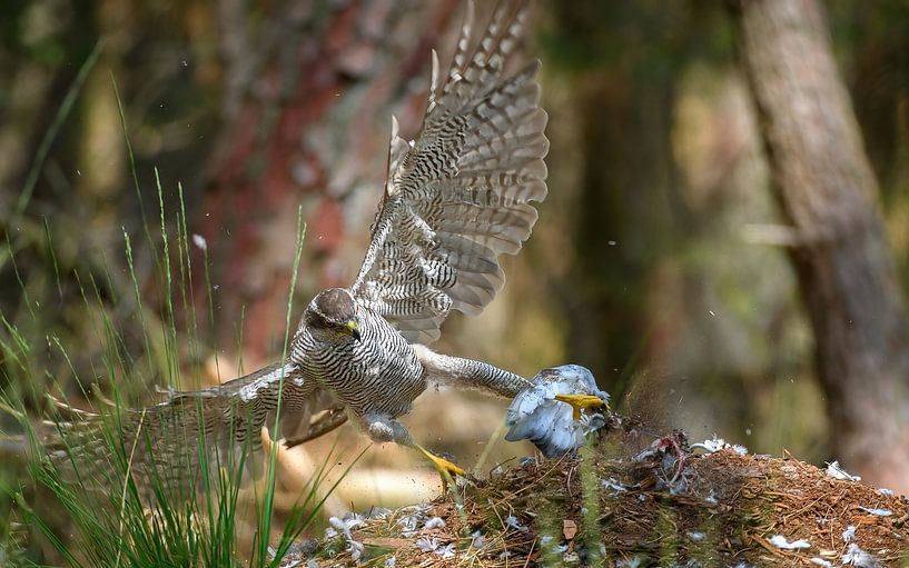 hawk by Andy van der Steen - Fotografie