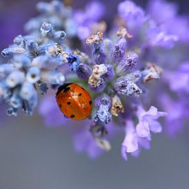 Lieveheersbeestje in Lavendel van SallysMacroworld