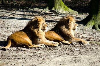Lions on guard