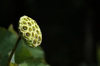 Groene bloem in het donker
