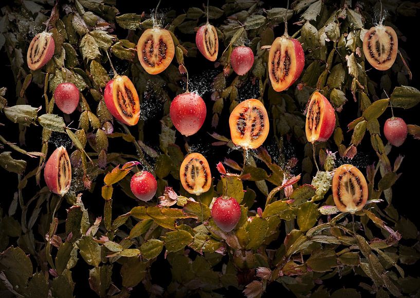 Opuntia tamarillo (Baumtomate) von Olaf Bruhn