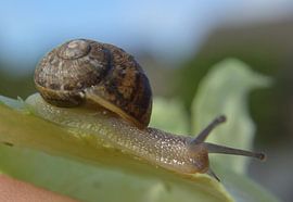 At ease, the cottage snail said by Koen Van Rentergem