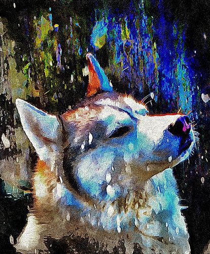 Husky geniet van de sneeuw