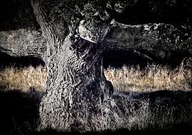 A very old tree. by Karl Andrén