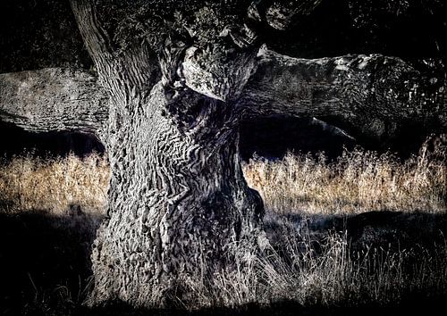 A very old tree.