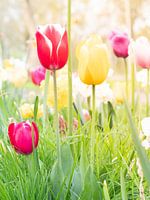Tulpen