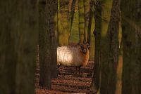 Schaap