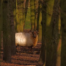 Schaap van Robbert van der Kolk