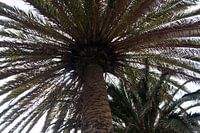 Palme