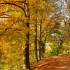 Herbstfarben im Wald von Huub Keulers