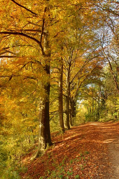 Herfstkleuren in bos van Huub Keulers