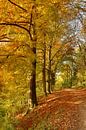 Herfstkleuren in bos van Huub Keulers thumbnail