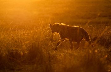 Hyena bij zonsopkomst