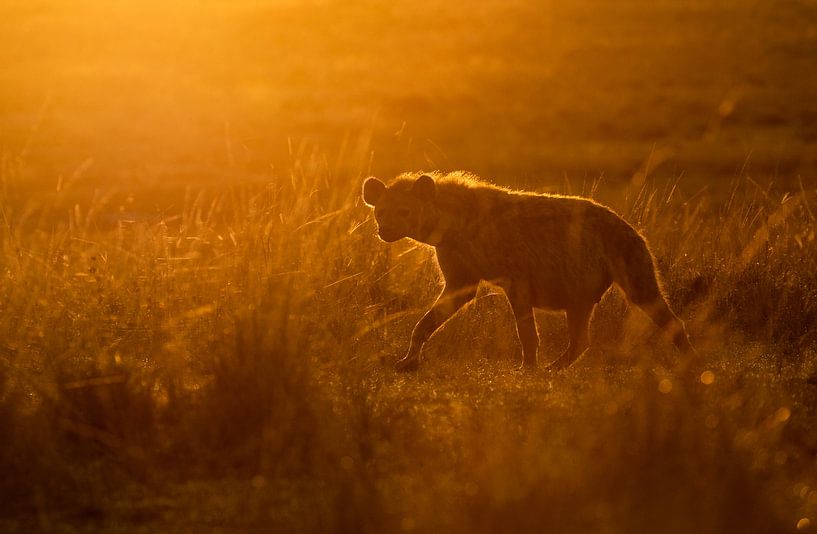 Hyena bij zonsopkomst van Claudia van Zanten