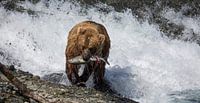 Bear catching salmon in Alaska