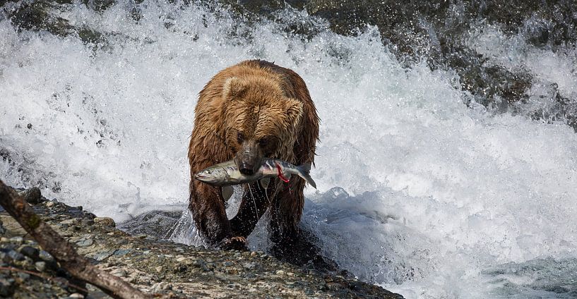 Bear catching salmon in Alaska by Jos Hug
