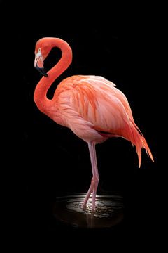 Rode flamingo (Phoenicopterus ruber) van Gert Hilbink