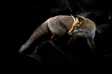 Fiery Fox: Ghost Between Rocks by Alex Pansier