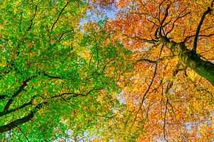 Blick nach oben in einen Buchenwald im Herbst