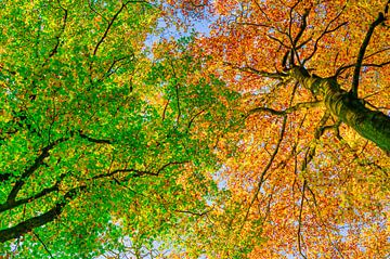 Upwards view in a beech tree forest during autumn by Sjoerd van der Wal Photography