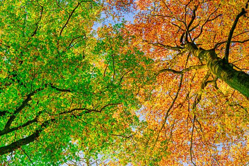 Zicht naar boven in een beukenbos tijdens de herfst