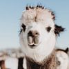 Alpaka Nahaufnahme Porträt von Yvette Smink