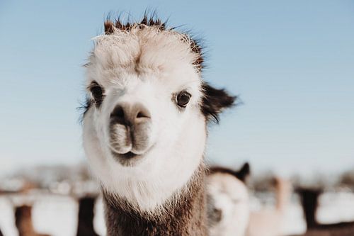 Alpaka Nahaufnahme Porträt von Yvette Smink