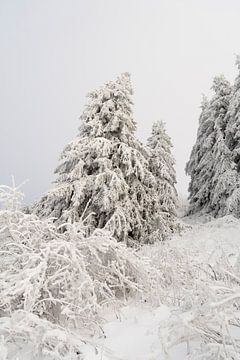 Winterlandschap met besneeuwde sparren 1 van Holger Spieker