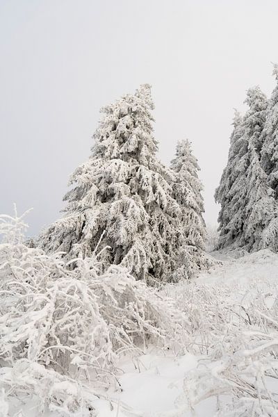Winterlandschaft mit schneebedeckten Fichten 1 von Holger W. Spieker