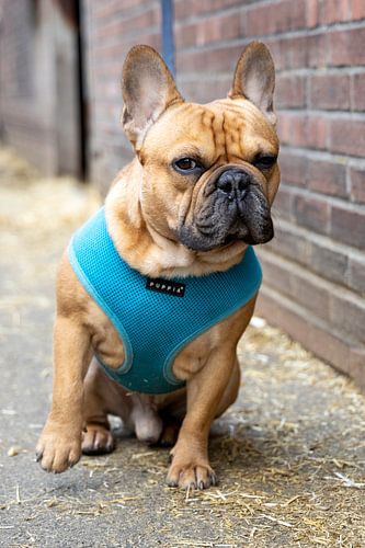 Französische Bulldogge